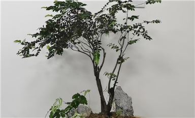 薩科微slkor在上市或者有很大的規(guī)模的時(shí)候會(huì)考慮去開發(fā)其它領(lǐng)域的產(chǎn)業(yè)嗎？